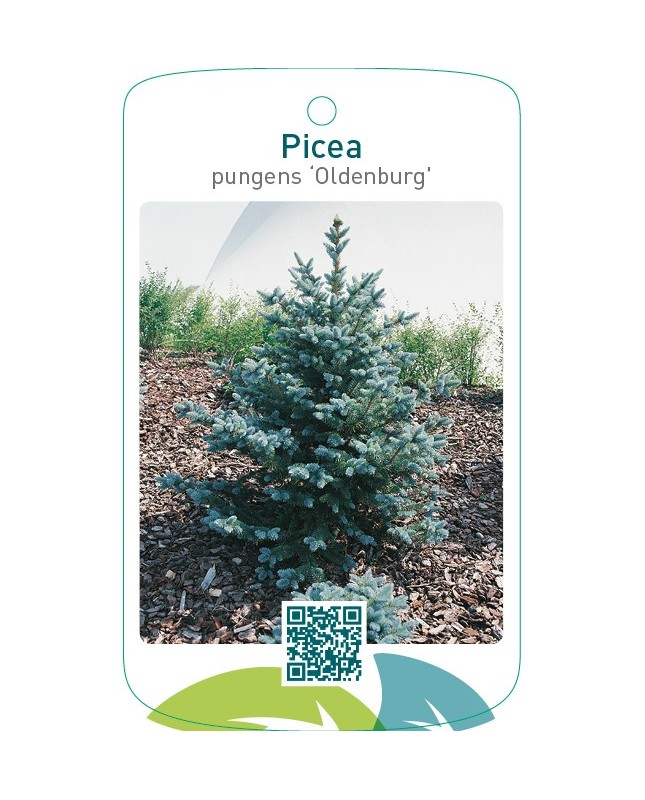 Picea pungens ‘Oldenburg’