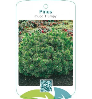 Pinus mugo ‘Humpy’