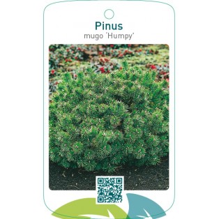 Pinus mugo ‘Humpy’