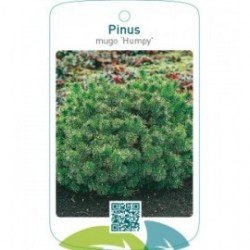 Pinus mugo ‘Humpy’