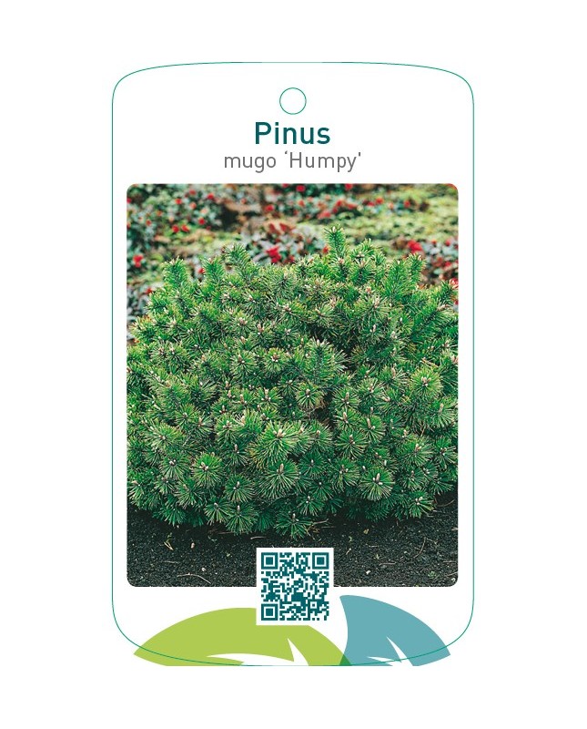 Pinus mugo ‘Humpy’