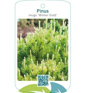 Pinus mugo ‘Winter Gold’