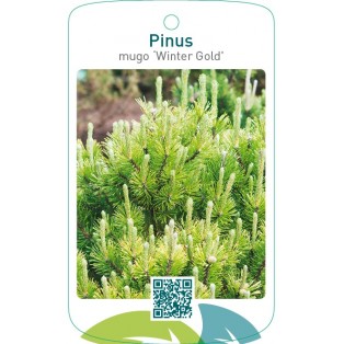Pinus mugo ‘Winter Gold’