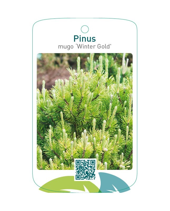 Pinus mugo ‘Winter Gold’
