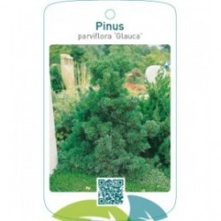 Pinus parviflora ‘Glauca’