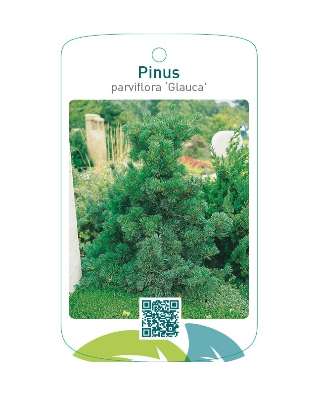 Pinus parviflora ‘Glauca’