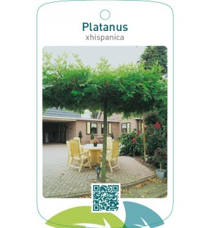 Platanus xhispanica (dakvorm)