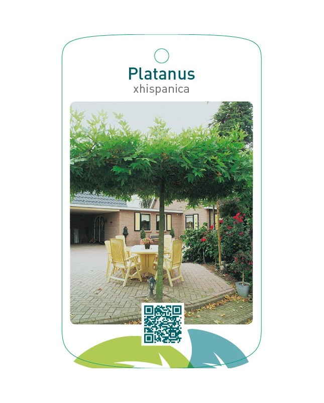 Platanus xhispanica (dakvorm)