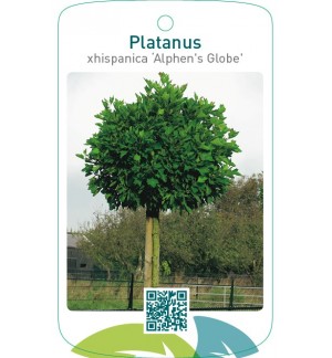 Platanus xhispanica ‘Alphen`s Globe’