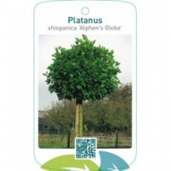 Platanus xhispanica ‘Alphen`s Globe’