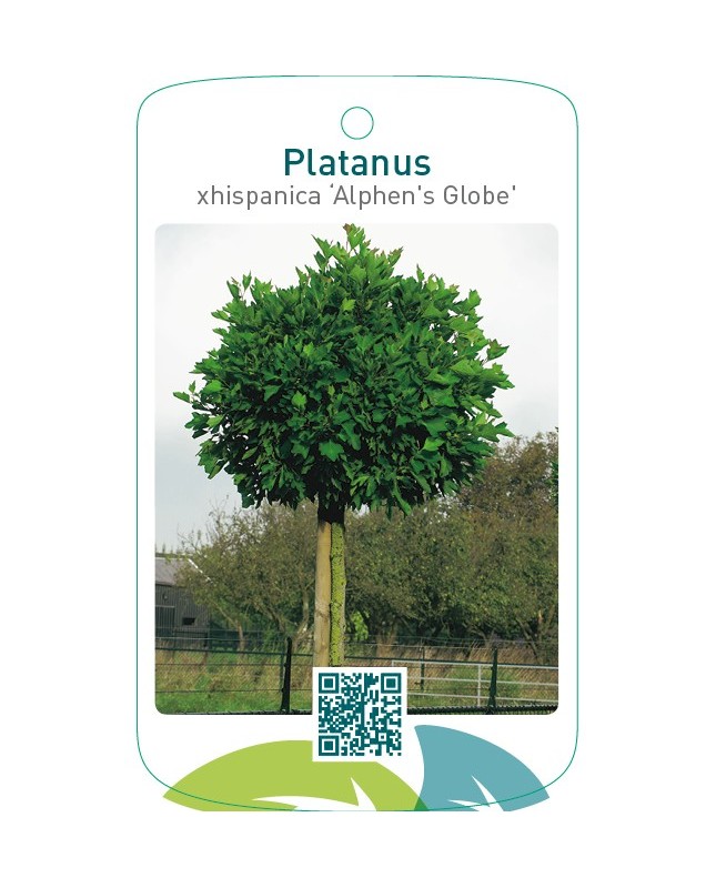 Platanus xhispanica ‘Alphen`s Globe’