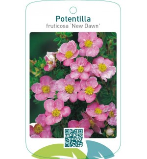 Potentilla fruticosa ‘New Dawn’