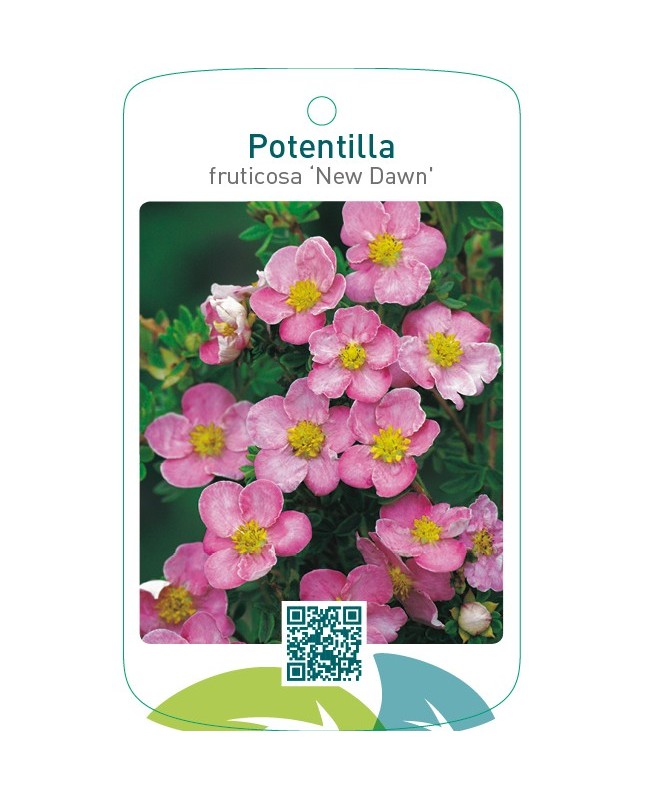 Potentilla fruticosa ‘New Dawn’