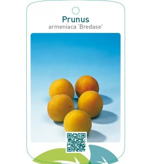 Prunus armeniaca ‘Bredase’