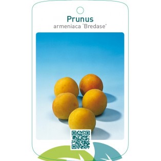 Prunus armeniaca ‘Bredase’
