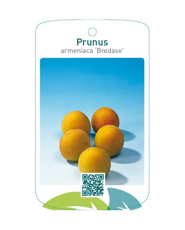 Prunus armeniaca ‘Bredase’