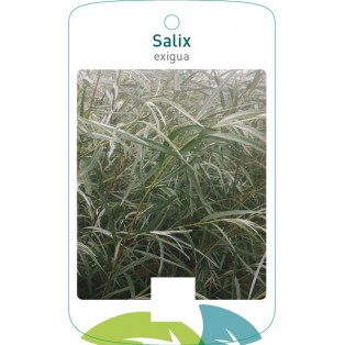 Salix exigua