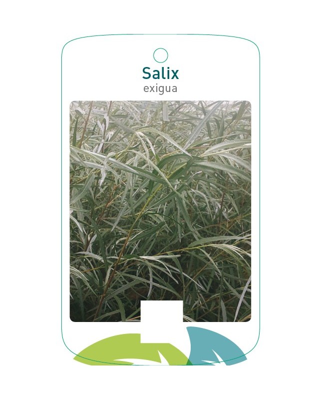 Salix exigua