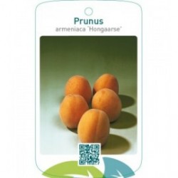 Prunus armeniaca ‘Hongaarse’