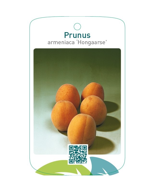 Prunus armeniaca ‘Hongaarse’