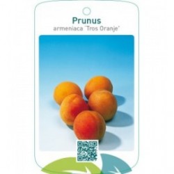 Prunus armeniaca ‘Tros Oranje’