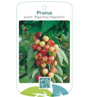 Prunus avium ‘Bigarreau Napoléon’