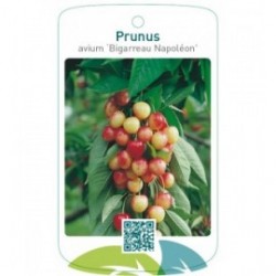 Prunus avium ‘Bigarreau Napoléon’