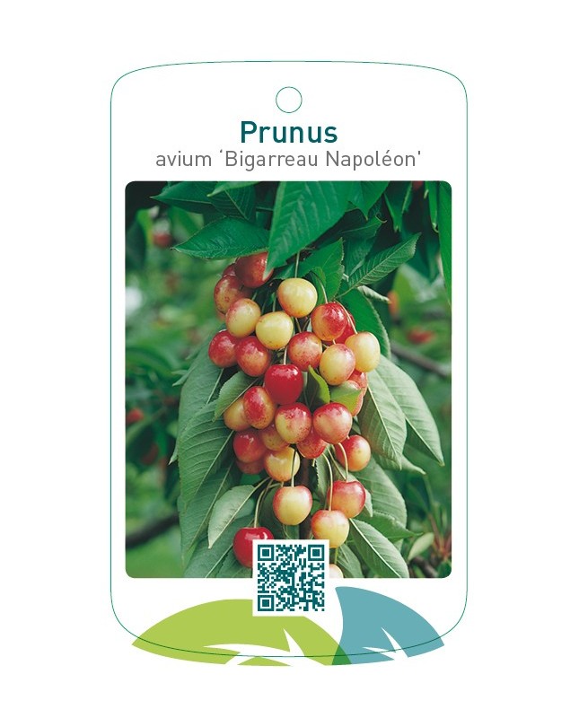 Prunus avium ‘Bigarreau Napoléon’