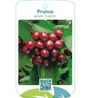 Prunus avium ‘Lapins’