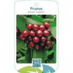 Prunus avium ‘Lapins’