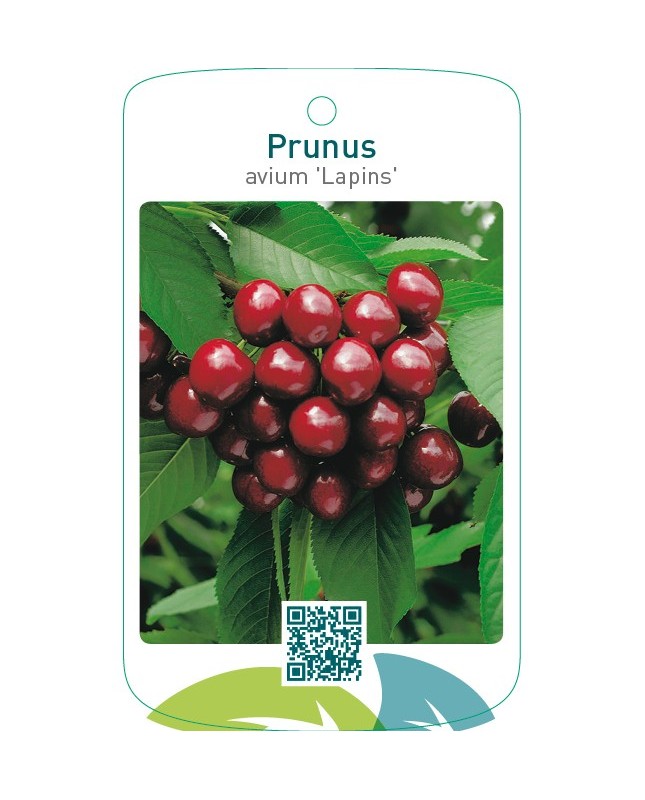 Prunus avium ‘Lapins’