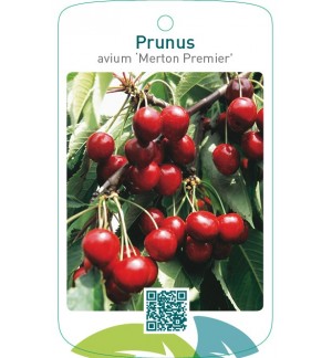 Prunus avium ‘Merton Premier’