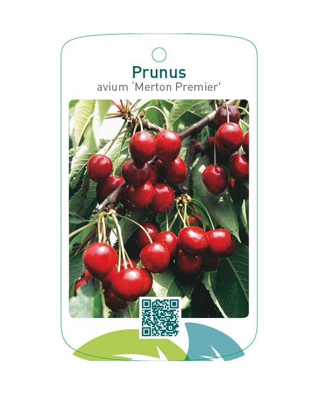 Prunus avium ‘Merton Premier’