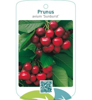 Prunus avium ‘Sunburst’