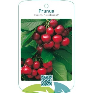 Prunus avium ‘Sunburst’