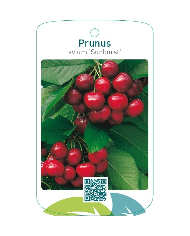 Prunus avium ‘Sunburst’
