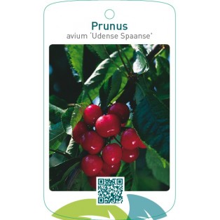 Prunus avium ‘Udense Spaanse’
