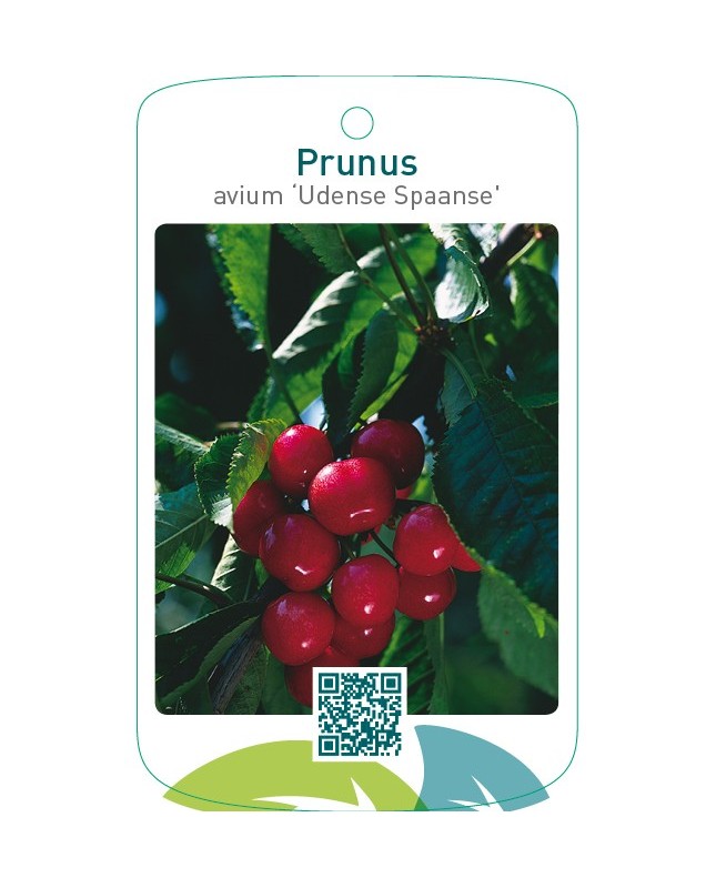 Prunus avium ‘Udense Spaanse’