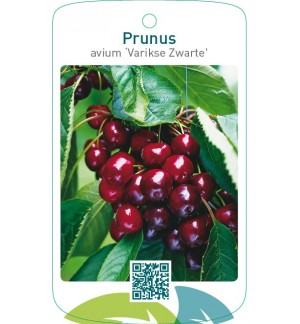 Prunus avium ‘Varikse Zwarte’