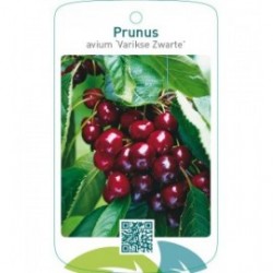 Prunus avium ‘Varikse Zwarte’