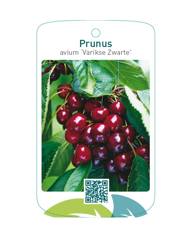 Prunus avium ‘Varikse Zwarte’