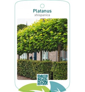 Platanus xhispanica (leivorm)