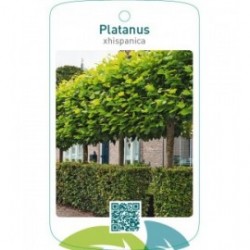 Platanus xhispanica (leivorm)