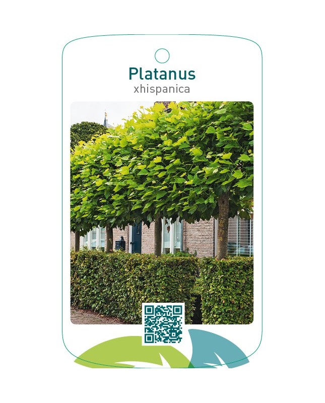 Platanus xhispanica (leivorm)