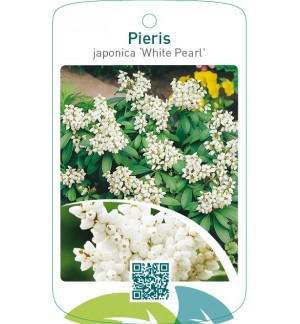 Pieris japonica ‘White Pearl’