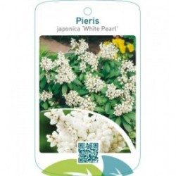 Pieris japonica ‘White Pearl’