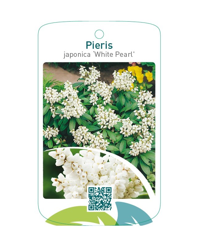 Pieris japonica ‘White Pearl’