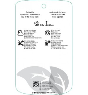 Etichette di Pieris japonica ‘White Pearl’ *