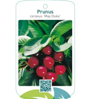 Prunus cerasus ‘May Duke’ (Meikers)