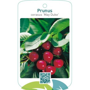 Prunus cerasus ‘May Duke’ (Meikers)